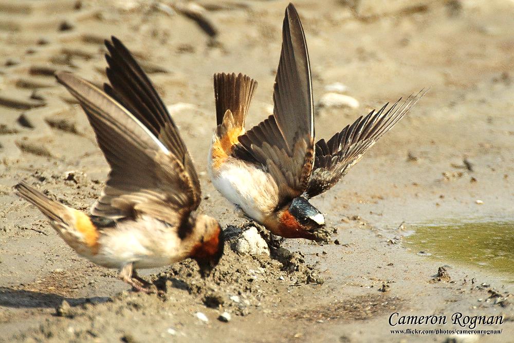 CliffSwallows-getting-mud.CameronRognan