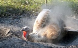 Really Really Dusty!!