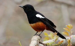 Avian And Attributes –&nbsp;Mocking