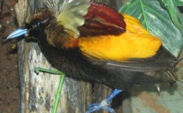 Avian And Attributes –&nbsp;Magnificent