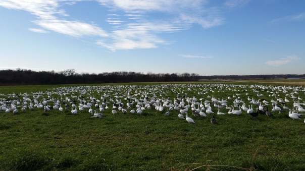 SnowGeese-in-field.Trent