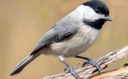 Behold! Carolina Chickadee in Louisiana Pine&nbsp;Tree!