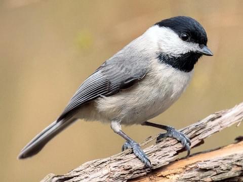 Carolina-Chickadee.AlbertoLopezTorres-photo