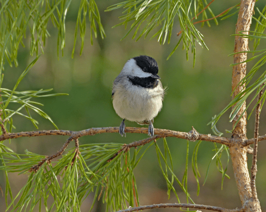 Carolina-Chickadee-FeederWatch.org-in-pine-tree