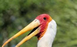 Birds of the Bible – Yellow-billed Storks at Zoo&nbsp;Tampa