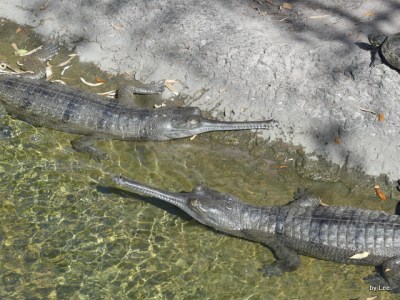 Crocodile at Lowry Park Zoo by Lee 3-27-18
