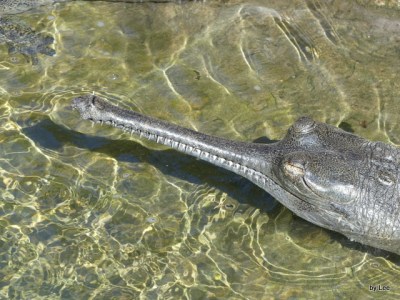 Crocodile at Lowry Park Zoo by Lee 3-27-18