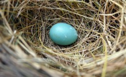 The Spring Snowstorm – by Emma&nbsp;Foster