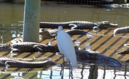 Gatorland’s Fearless Egret