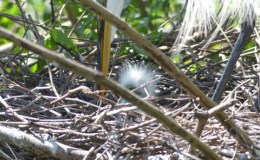 Snoopy’s Assistance