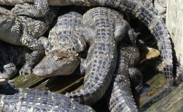 Lee’s Seven Words – Faithful Are The Wounds Of A&nbsp;Friend