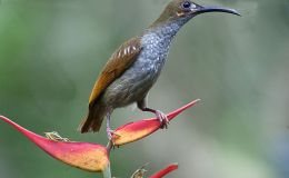 Avian And Attributes –&nbsp;Naked