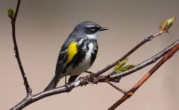 Avian And Attributes –&nbsp;Myrtle