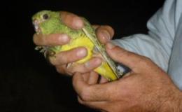 Avian And Attributes –&nbsp;Night