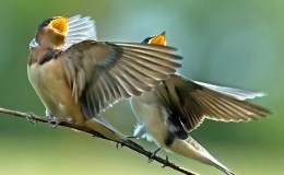 Lee’s Eight Words – The Fowls Of The Heaven Have Their&nbsp;Habitation