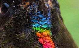 Avian And Attributes –&nbsp;Rainbow
