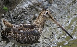 Avian And Attributes –&nbsp;Noble