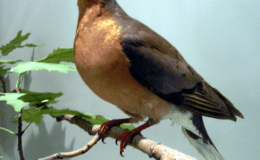 A Surprise For The Evolutionary&nbsp;Scientist!