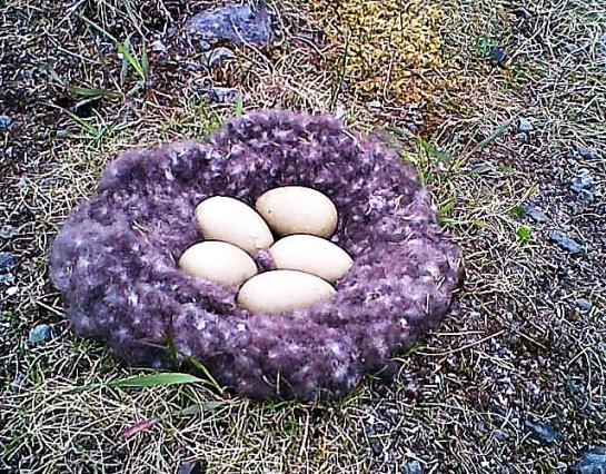 Eider-down-nest-with-eggs-Iceland.IceIceBaby