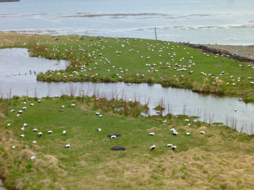 Eider-nests-in-Iceland-coast.IceIceBaby