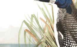 LOONY AS A&nbsp;LOON