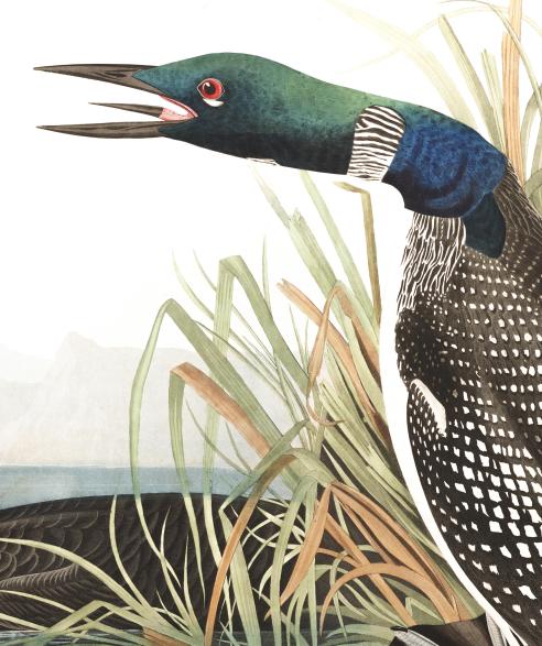 GreatNorthernDiver-CommonLoon.Audubon