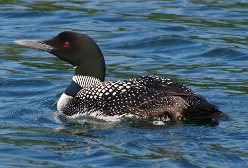 GreatNorthernDiver-CommonLoon.JohnPicken-Wisconsion