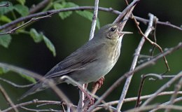 Avian And Attributes –&nbsp;River