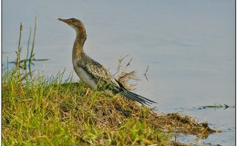 Avian And Attributes –&nbsp;Reed