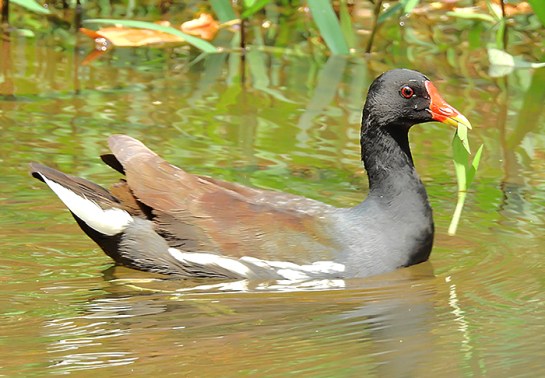 CommonMoorhen-wikipedia-ShantanuKuveskar