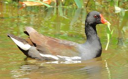 Shoreline Action: Birds, Turtles, and a&nbsp;Gator