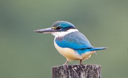 Avian And Attributes –&nbsp;Sacred