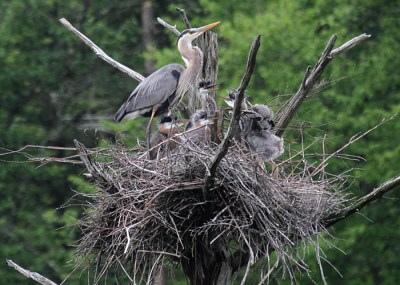 Great Blue Heron-nest. 
