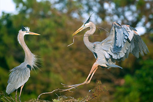 GreatBlueHerons.AmericanExpedition