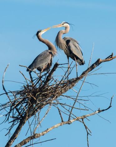 GreatBlueHerons.CarolinaBirdClub
