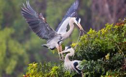 GREAT  BLUE  HERON  COUPLES,  CONTENTED  WITH  STEREOTYPICAL DOMESTIC&nbsp;ROLES