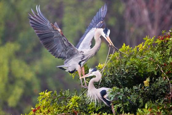 GreatBlueHerons-nestbuilding.GBH-RV-rentals