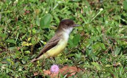 Avian And Attributes –&nbsp;Sad