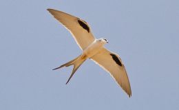 Scissor-tailed Birds