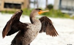 Double-crested Cormorant Juvenile at Indian Rocks&nbsp;Beach