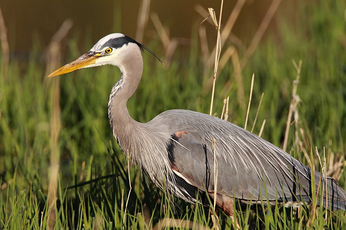 GreatBlueHeron-AudubonSociety-Portland