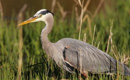 To Avoid Hunger, Don’t Be a Picky&nbsp;Eater