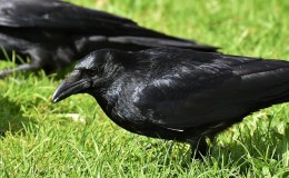 The Raven and the Old Woman’s Garden – by Emma&nbsp;Foster
