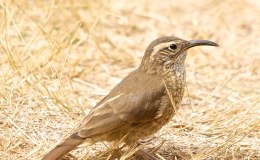 Avian And Attributes –&nbsp;Scale