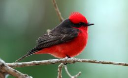 Avian And Attributes –&nbsp;Scarlet