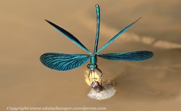 Weniger ist mehr [Less is&nbsp;More]