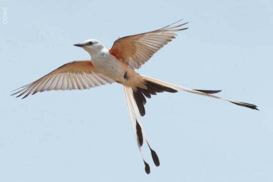 Scissor-Tailed Flycatcher, Oklahoma’s Long-tailed State Bird | Lee's