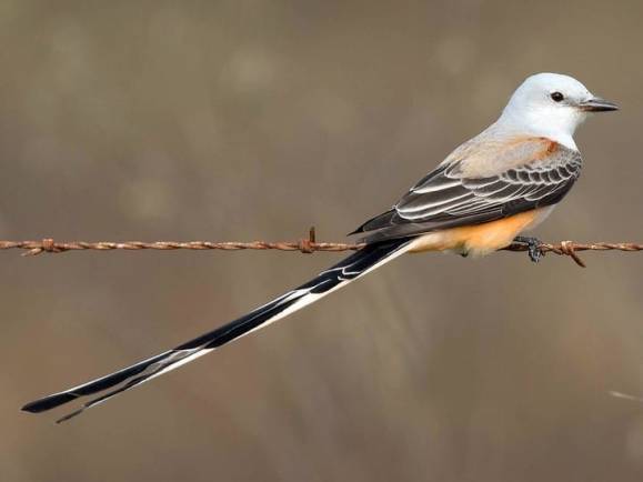 Scissortail-perching.Cornell-allaboutbirds