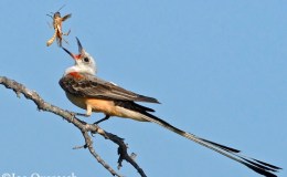 Scissor-Tailed Flycatcher,  Oklahoma’s Long-tailed State&nbsp;Bird