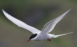 Arctic Tern, World Class&nbsp;Migrant